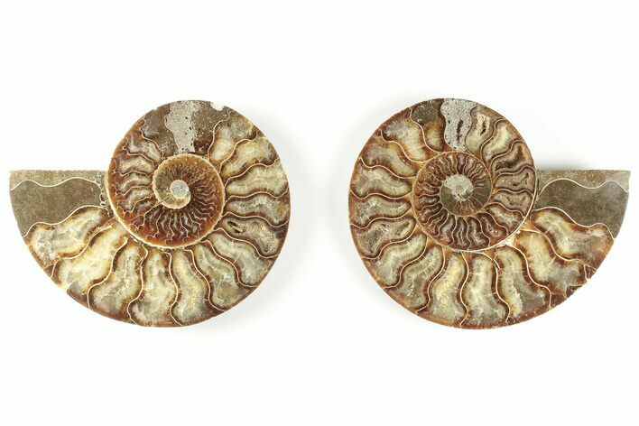 5.1" Cut & Polished, Agatized Ammonite Fossil - Madagascar